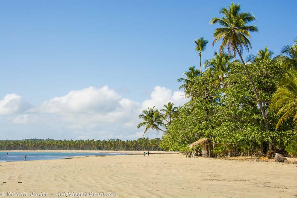 Imagem da orla repleta de coqueiros imponentes da Praia de Tassimirim.